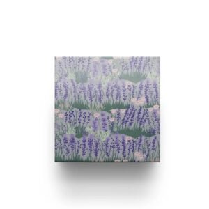 June 高清一区二区三区日本久 – Lilac Coaster